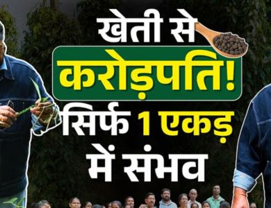 MDBP-16 Black Pepper Variety Plant with High Yield