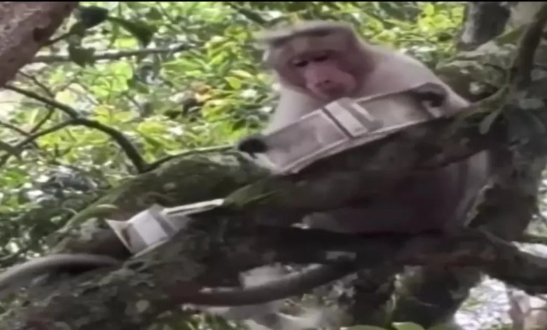 Monkey Viral Video UP