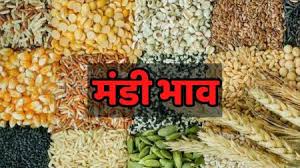 "Hariyana mandi rate chart for wheat, potato, garlic and cotton on 9 August 2025"