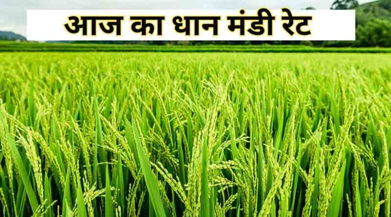 Dhaan Mandi Rates Today