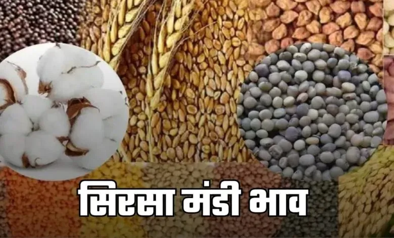 Mandi Bhav 11 September 2025